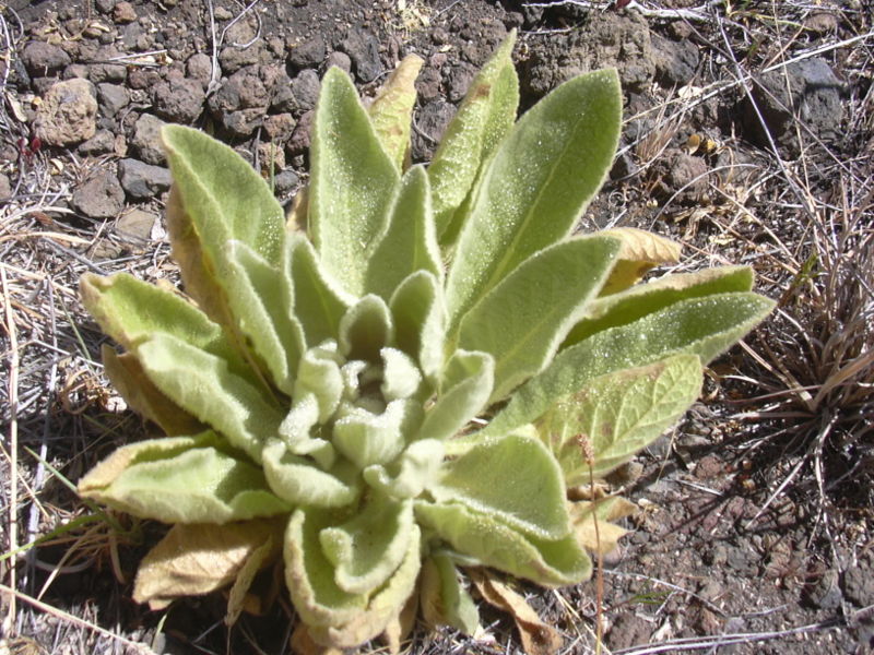 Verbascum thapsus